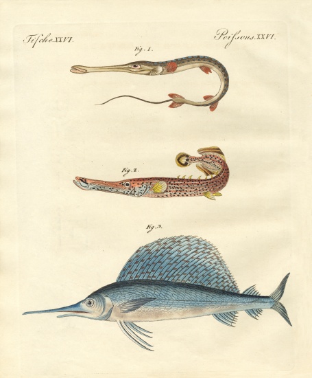 Strange fish from German School, (19th century)