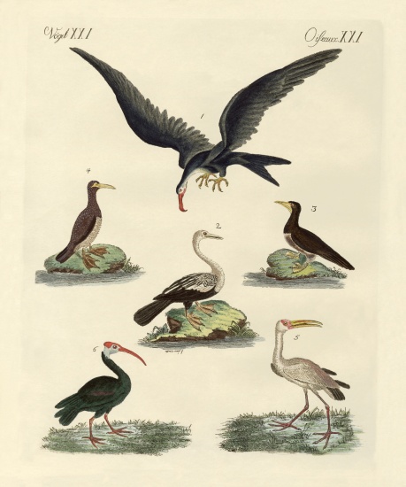 Strange marsh-birds and waterbirds from German School, (19th century)