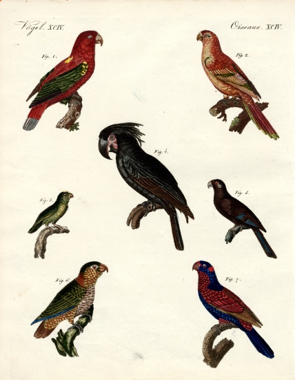 Strange parrots from German School, (19th century)