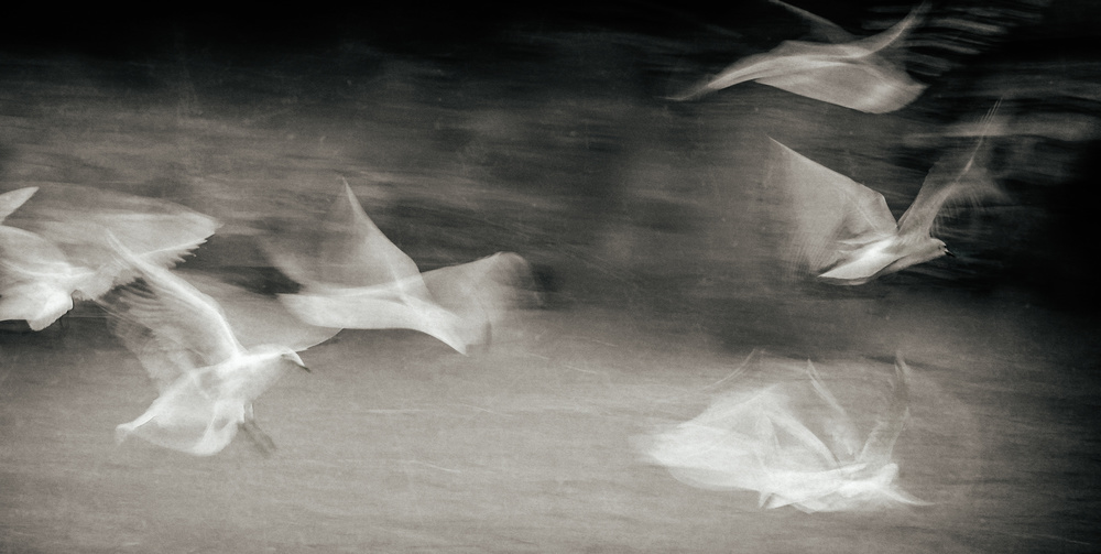 Fluttering gulls from Gilbert Claes