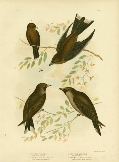 Little Wood Swallow from Gracius Broinowski