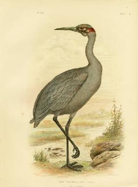 Native Companion Or Brolga