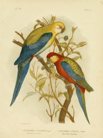 Pale-Headed Parakeet Or Pale-Headed Rose - Gracius Broinowski as art print  or hand painted oil.