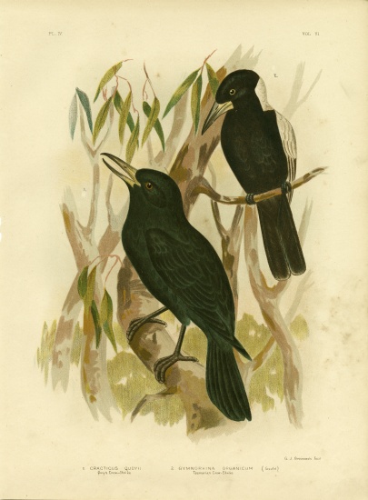 Quoy'S Crow-Shrike Or Black Butcherbird from Gracius Broinowski