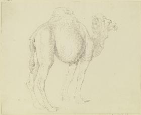 One-humped camel to the right