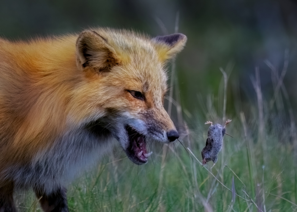 Fox Playing With Mouse - III from Hanping Xiao