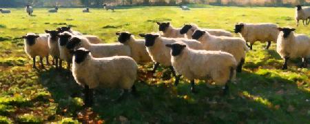 Flock Watching