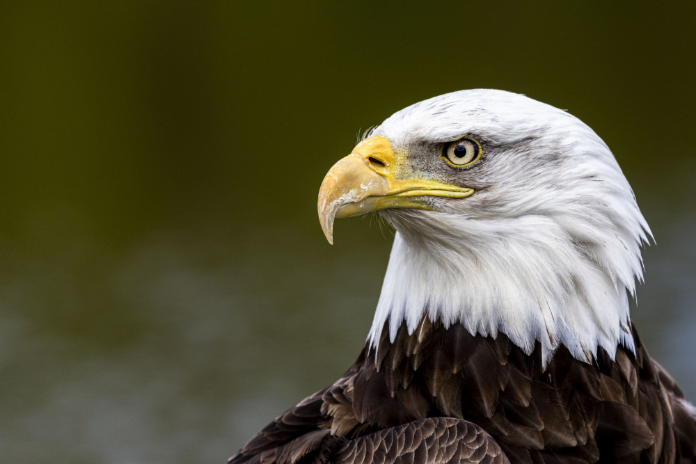 American eagle from Henk Langerak