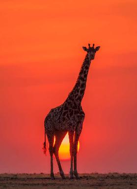 Sunset Giraffe