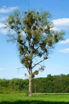 Misteln im Naturschutzgebiet