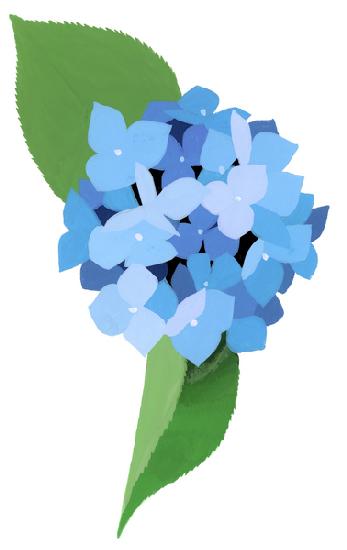 hydrangea