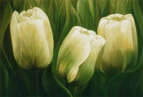 Tulips 2001