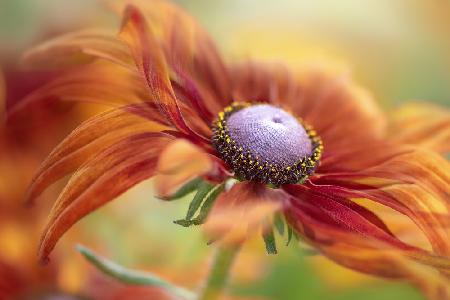 Autumn Rudbeckia