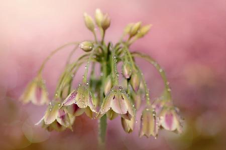 Dew Drops