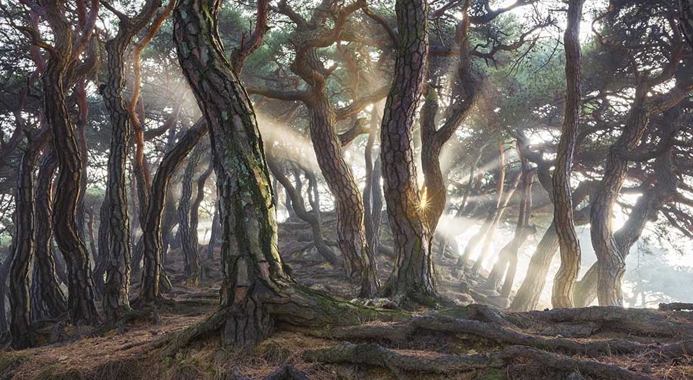 Sacred Pine Trees from Jaeyoun Ryu