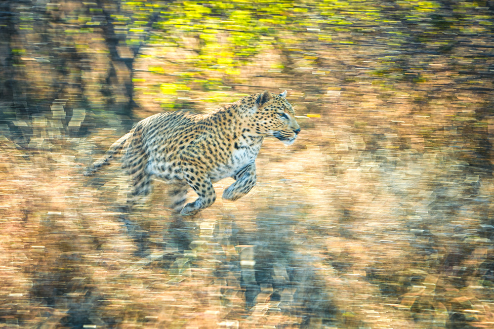 Panning leopard from Jeffrey C. Sink