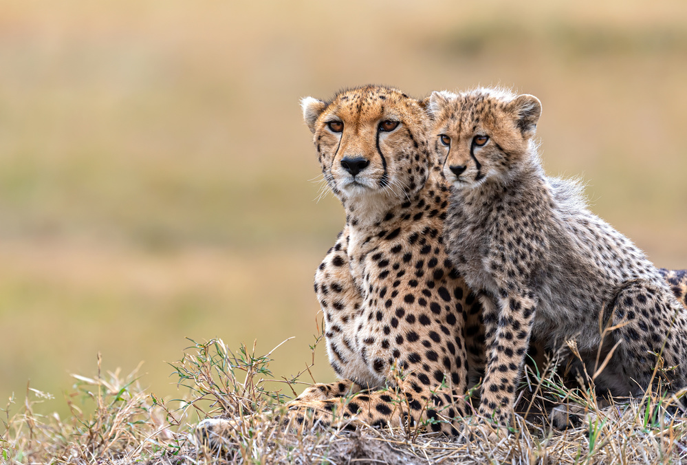 Cheetah cub with  mom from Jie Fischer