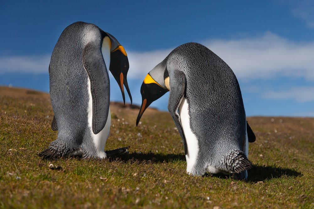 Penguins lovers from Joan Gil Raga