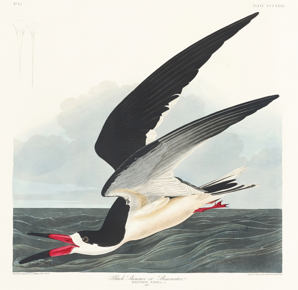 Black Skimmer From Birds of America (1827) from John James Audubon