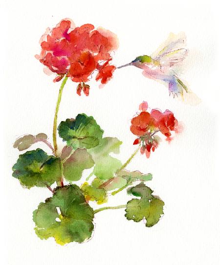 Hummingbird with Geranium