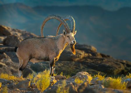 Nubian ibex - on the cliffs of Ramon Crater.