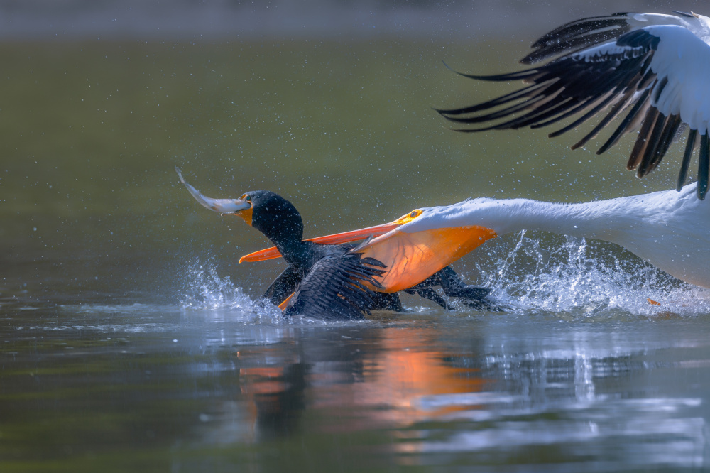 Pelicon &amp; Cormorant from Johnson Huang