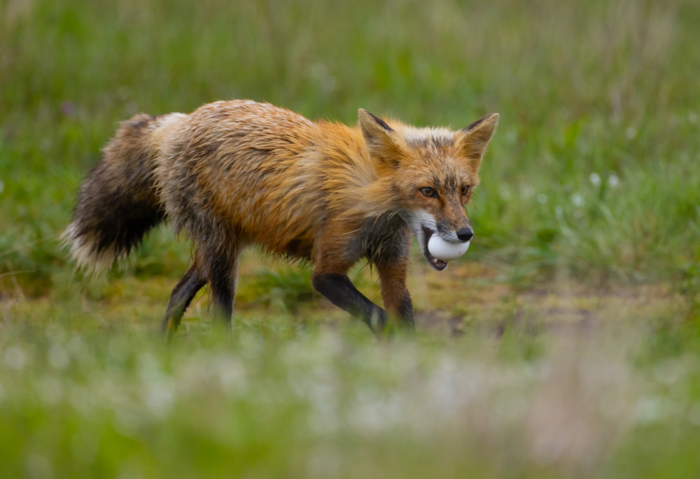 red fox with an egg hiii from Johnson Huang