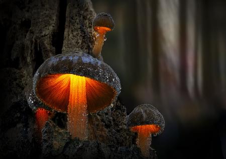 Beautiful mushrooms on an old rotten tree