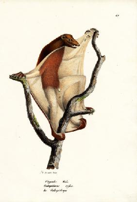 Flying Lemur