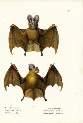 Greater False Vampire Bat