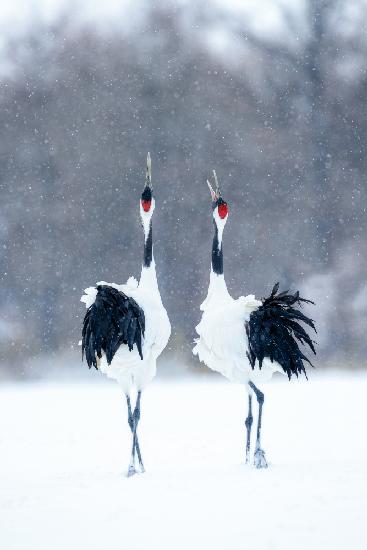 Tsuru (Crane), pair