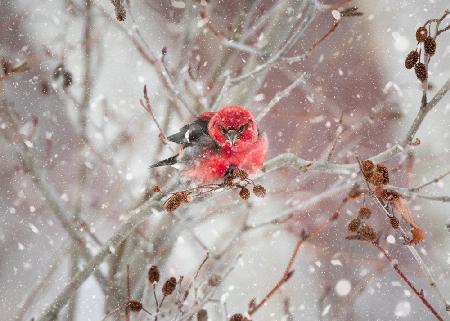 Crossbill  in the Snow