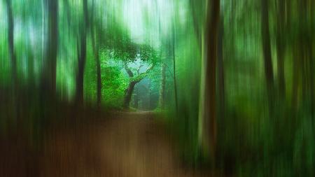 The Blured Forest Path..