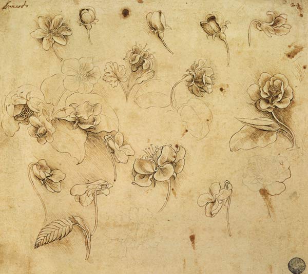 Study of flowers - Leonardo da Vinci as art print or hand painted oil.