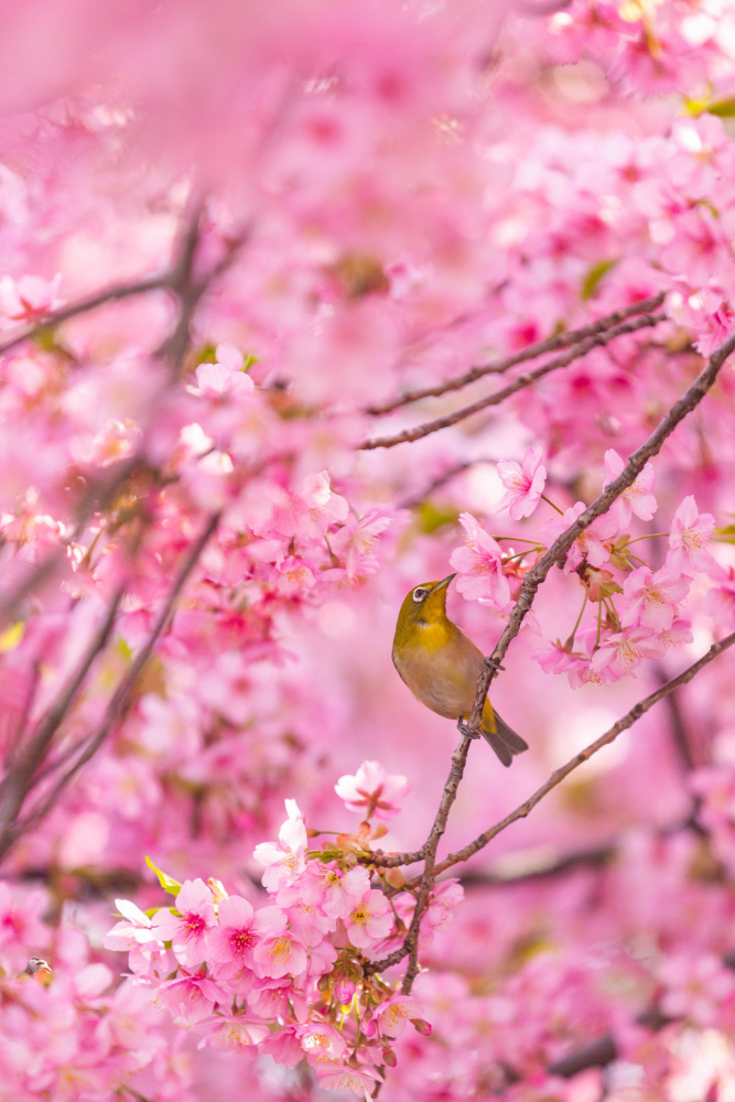 cherry blossoms and bird from LIANG CHEN