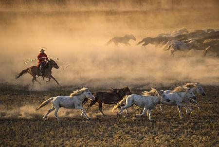 Mongolia Horses