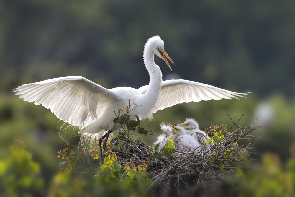 Egret family from Libby Zhang