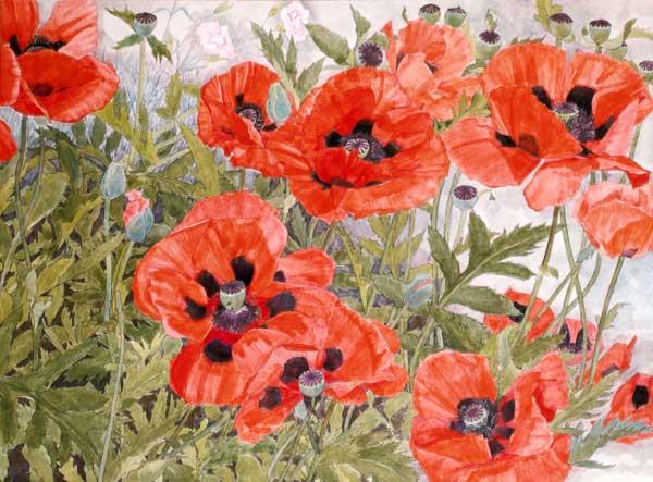 Poppies 