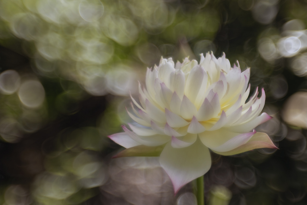 Beautiful Lotus from Linda D Lester