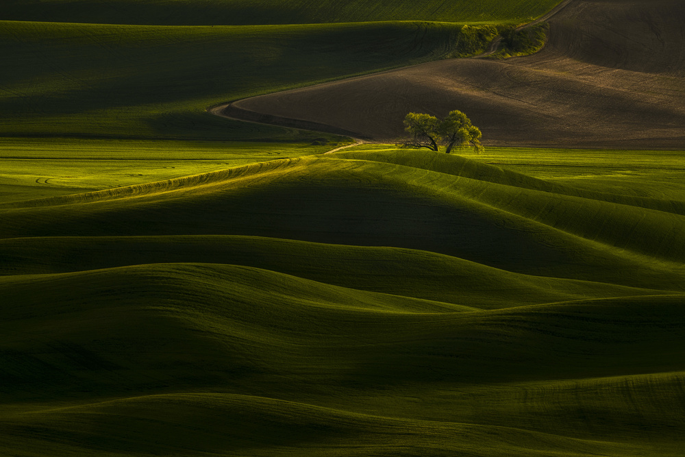 Solitary Tree in Rolling Wheat from Lydia Jacobs