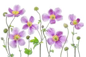 Anemone Japonica