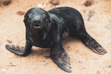 Baby seal