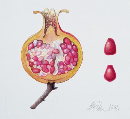 Cut Pomegranate