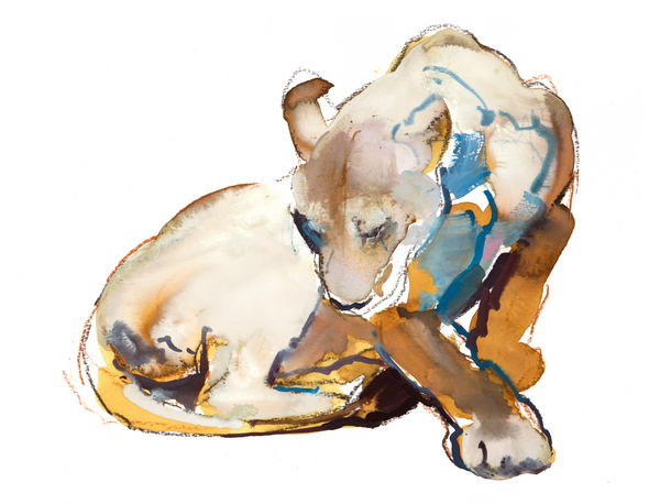 Feline Paint (lioness) from Mark  Adlington