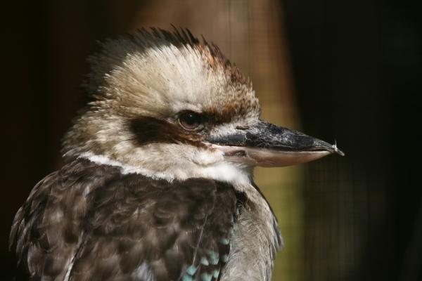 Kookaburra from Martina Berg