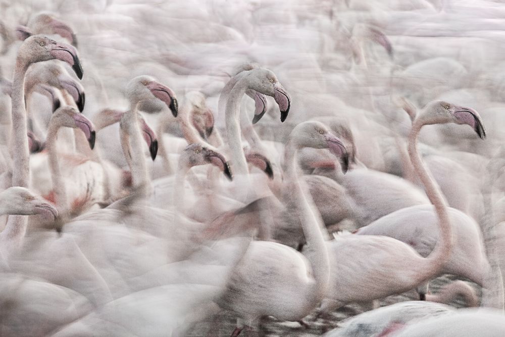 In the Pink transhumance from Martine Benezech