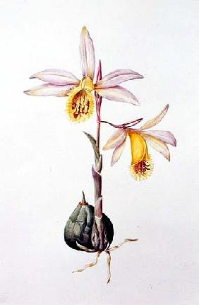 Pleione Shantung