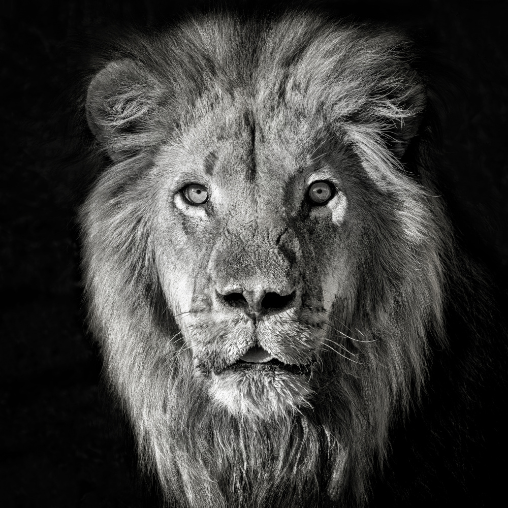 Lion Portrait- Panthera Leo from Mathilde Guillemot