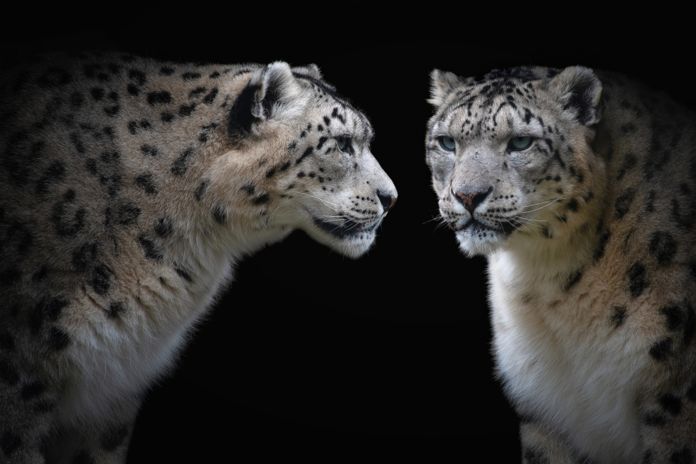 Like a mirror - Panthera Uncia from Mathilde Guillemot