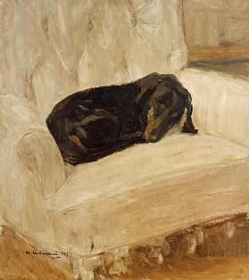 Sleeping dachshund